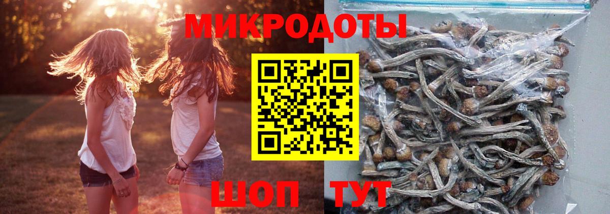 Галлюциногенные грибы Psilocybine cubensis Фролово